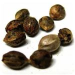 Семена марихуаны АК-47  (Seeds AK-47) в Цимлянске